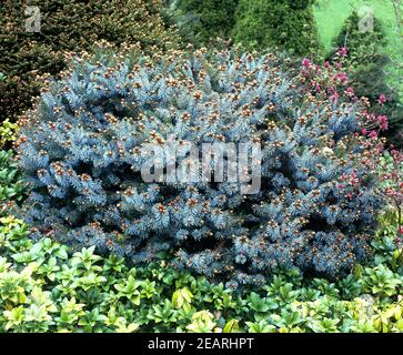 Fichte, Picea sitchensis, Silberweiss Stock Photo