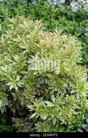 Pieris japonica, Variegata, Weissbuntes, Schattengloeckchen Stock Photo