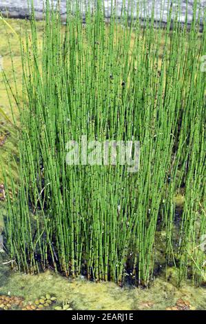 TeichSchachtelhalm Schachtelhalm Equisetum fluviatile Stock Photo Alamy