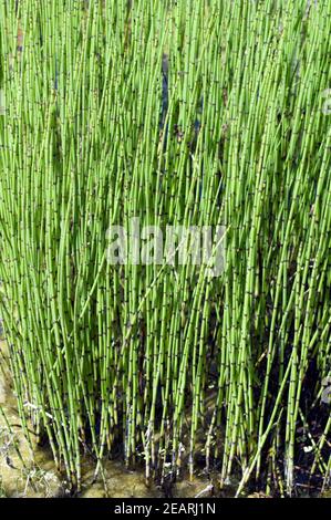 TeichSchachtelhalm Schachtelhalm Equisetum fluviatile Stock Photo Alamy