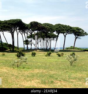 Populonia, Pinien Stock Photo