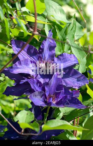 Clematis The President