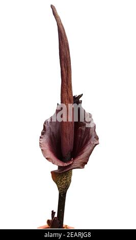 Titanenzunge, Titanenwurz, Amorphophallus konjac Stock Photo