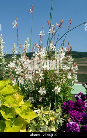 Balkonblumen Prachtkerze Gaura lindheimer Stock Photo Alamy