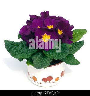 Kissenprimel, Primula vulgaris, Stock Photo
