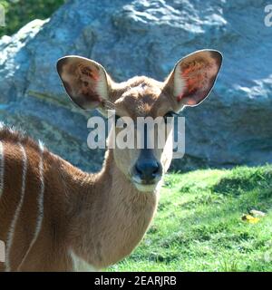 Tiefland-Nyala, Tragelaphus angasi Stock Photo
