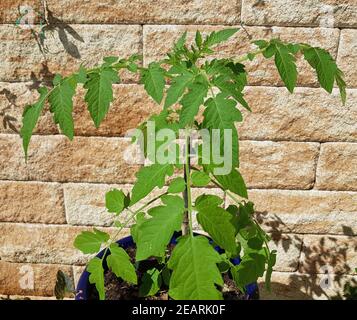 Reisetomate  Tomate  Lycopersicon  esculentum Stock Photo