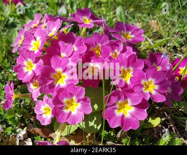 Kissenprimel, Primula, vulgaris Stock Photo