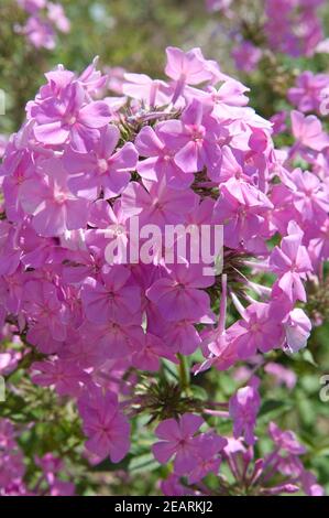 Breitblattphlox Stock Photo