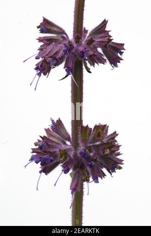 Quirlblaettriger Salbei, Salvia verticillata, Purple Rain Stock Photo