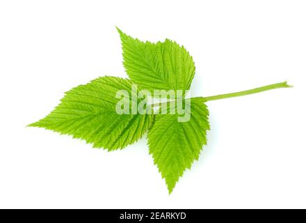Brombeerblatt, Rubus fructicosa, Blatt Stock Photo