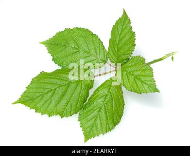 Brombeere, Rubus fructicosa, Blatt Stock Photo
