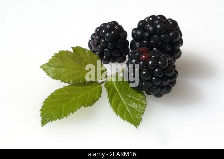 Brombeere, Rubus fructicosa, Beeren, Heilpflanzen, Fruechte Stock Photo