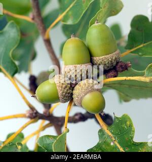 Traubeneiche, Quercus, petraea, Wintereiche Stock Photo