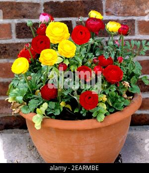 Ranunkel, Ranunculus Stock Photo