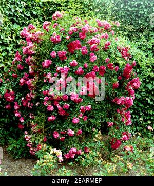 Trauerrose, Excelsa Stock Photo