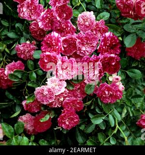Trauerrose, Excelsa Stock Photo