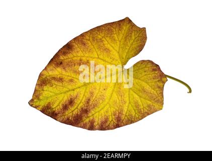 Zaunwinde, Convolvulus, Herbstfaerbung Stock Photo