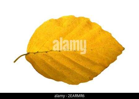 Buchenblatt, Faerbung, Fagus, sylvatica, Herbstfaerbung Stock Photo