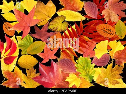 Herbstblaetter; bunt, leuchtend, Stock Photo