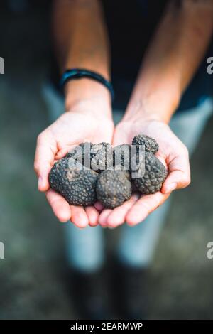 hand full of truffles Stock Photo