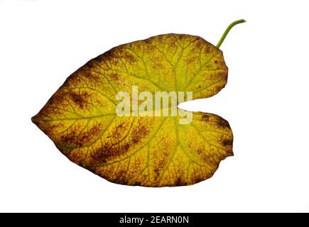 Zaunwinde, Convolvulus, Herbstfaerbung Stock Photo