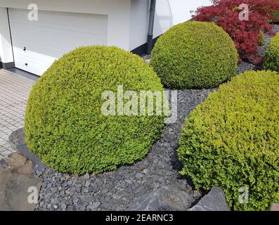 Buchsbaum, Buxus, sempervirens Stock Photo