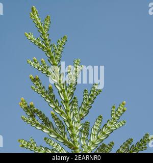 Hiba, Hiba-Lebensbaum, Thujopsis, dolabrata Stock Photo