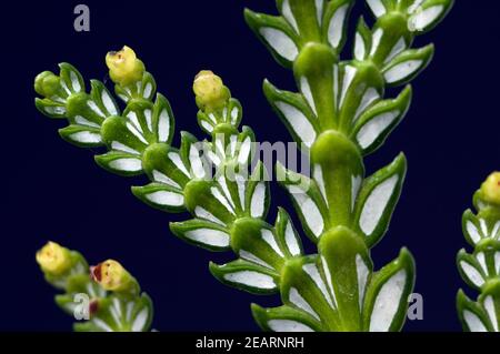 Hiba, Hiba-Lebensbaum, Thujopsis, dolabrata Stock Photo