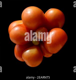 Reisetomate, Tomate, Lycopersicon, esculentum Stock Photo