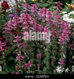 Buntschopfsalbei  Salvia viridis