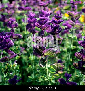 Buntschopfsalbei  Salvia viridis