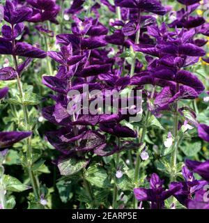 Buntschopfsalbei  Salvia horminum