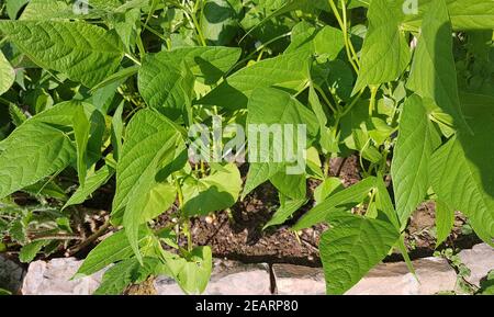 Buschbohnen, Phaseolus, vulgaris, var. nanus Stock Photo