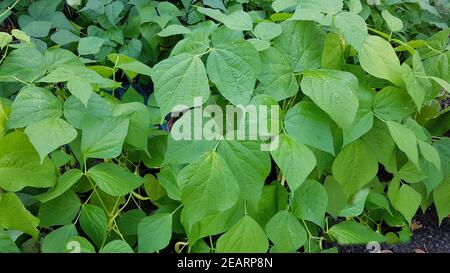 Buschbohnen, Phaseolus, vulgaris, var. nanus Stock Photo