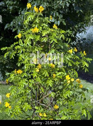 Cassia senna Stock Photo