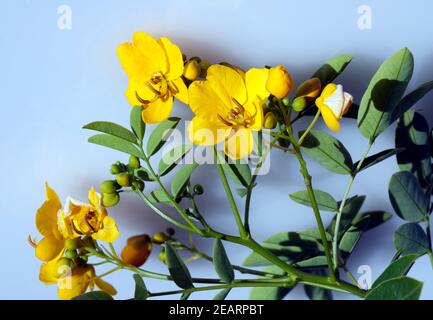 Chinesische Senna, Cassia senna Stock Photo