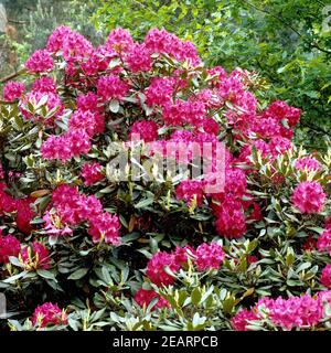 Rhododendron, Hybrid, Nova Zambla Stock Photo