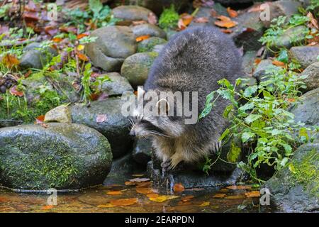 Raccoon (Procyon lotor), invasive species native to North America, washing food in water from brook / stream