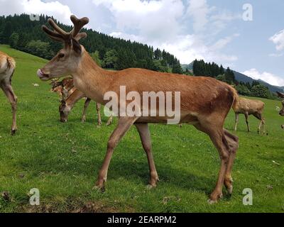 Rothirsch, Cervus elaphus, Rotwild, Hirsch Stock Photo