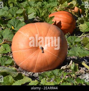 Riesenkuerbis, Cucurbita maxima Stock Photo