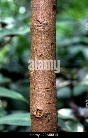 Chinarindenbaum, Cinchona pubescens Stock Photo