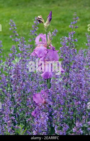 Hohe Bart-Iris, Salbei Stock Photo