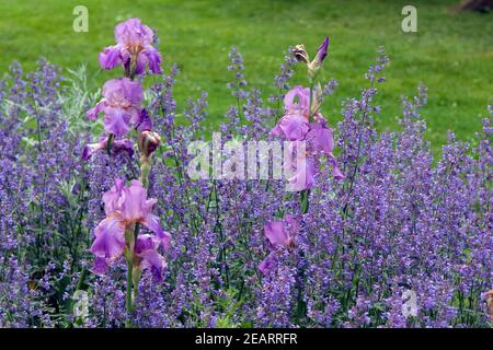 Hohe Bart-Iris, Salbei Stock Photo