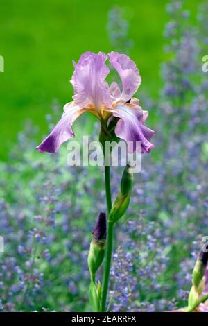 Hohe Bart-Iris, Salbei Stock Photo