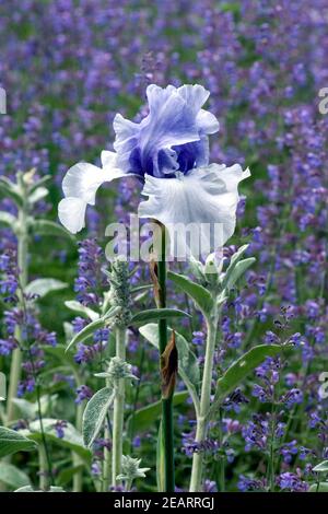 Hohe Bart-Iris, Salbei Stock Photo