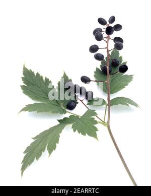 Christophskraut, Actaea spicata, Aehriges, Stock Photo