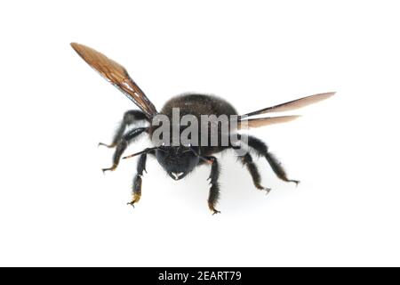 Holzbiene  Xylocopa  violacea Stock Photo