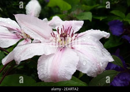 Clematis-Hybride, Mm. le Coultre