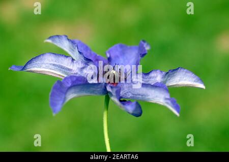 Clematis  The, President Stock Photo